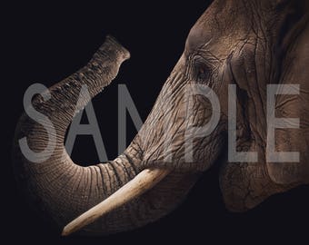 Newborn digital backdrop - Newborn digital background - Elephant trunk cradle - Elephant newborn backdrop