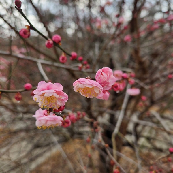 Japanese Flowering Apricot Pink Flowering var. Rosebud rooted cutting for shohin or mame bonsai tree