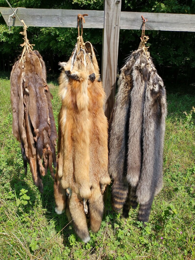 Brain tanned Raccoon hide Etsy