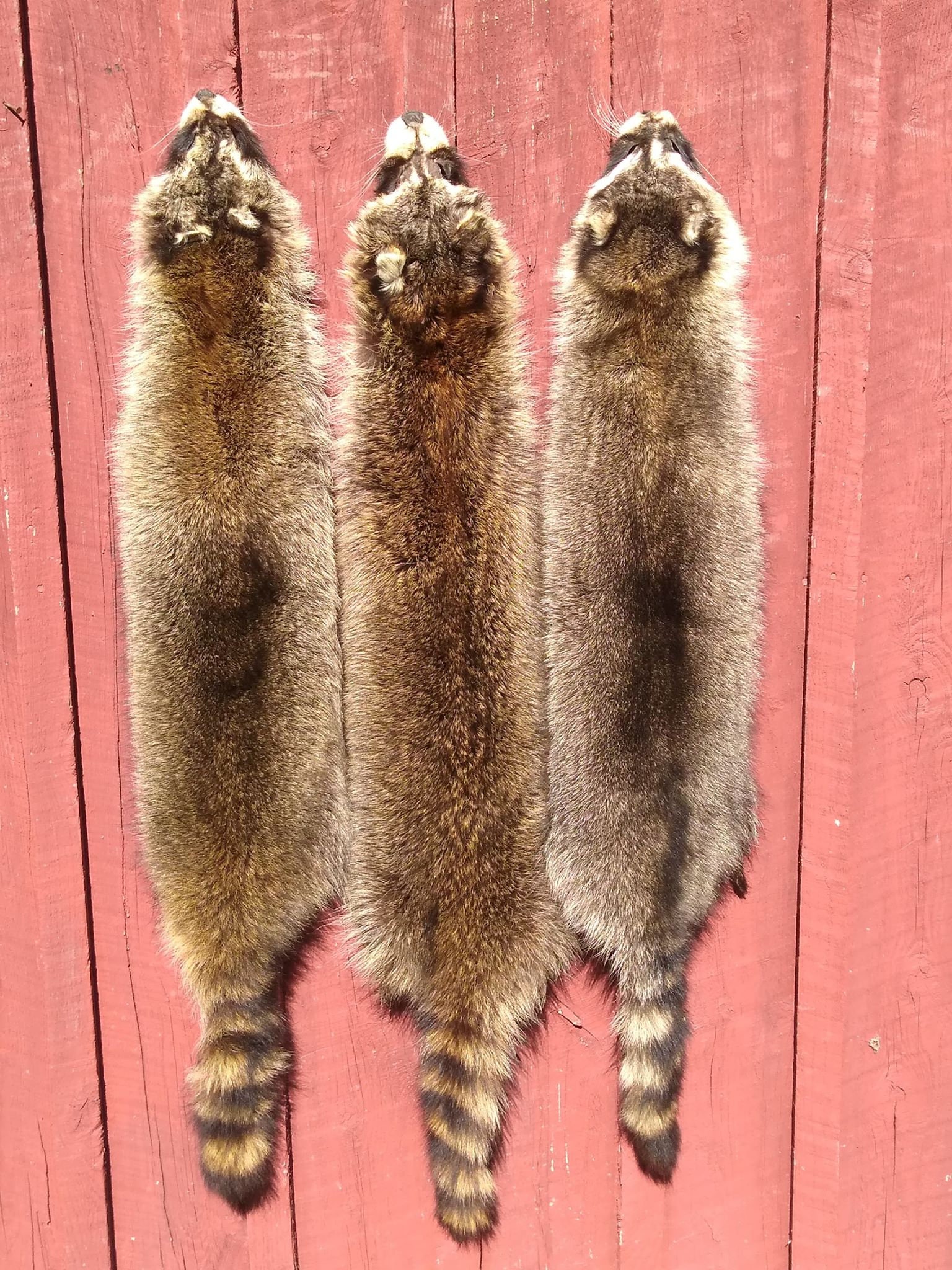 Brain tanned Raccoon hide | Etsy