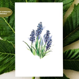 Printable cards | Mothers day card | instant digital download | botanical cards | flower card | hyacinth card | blank cards