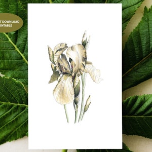 Greeting card | Printable cards | instant digital download | botanical cards | flower card | Iris card | blank cards | Mother’s Day