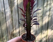 Euphorbia Trigona Varigated Succulent Plant - African Milk Tree - Candalabra Cactus