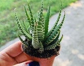 Zebra Plant Succulent - Haworthia - Haworthiopsis attenuata aloe