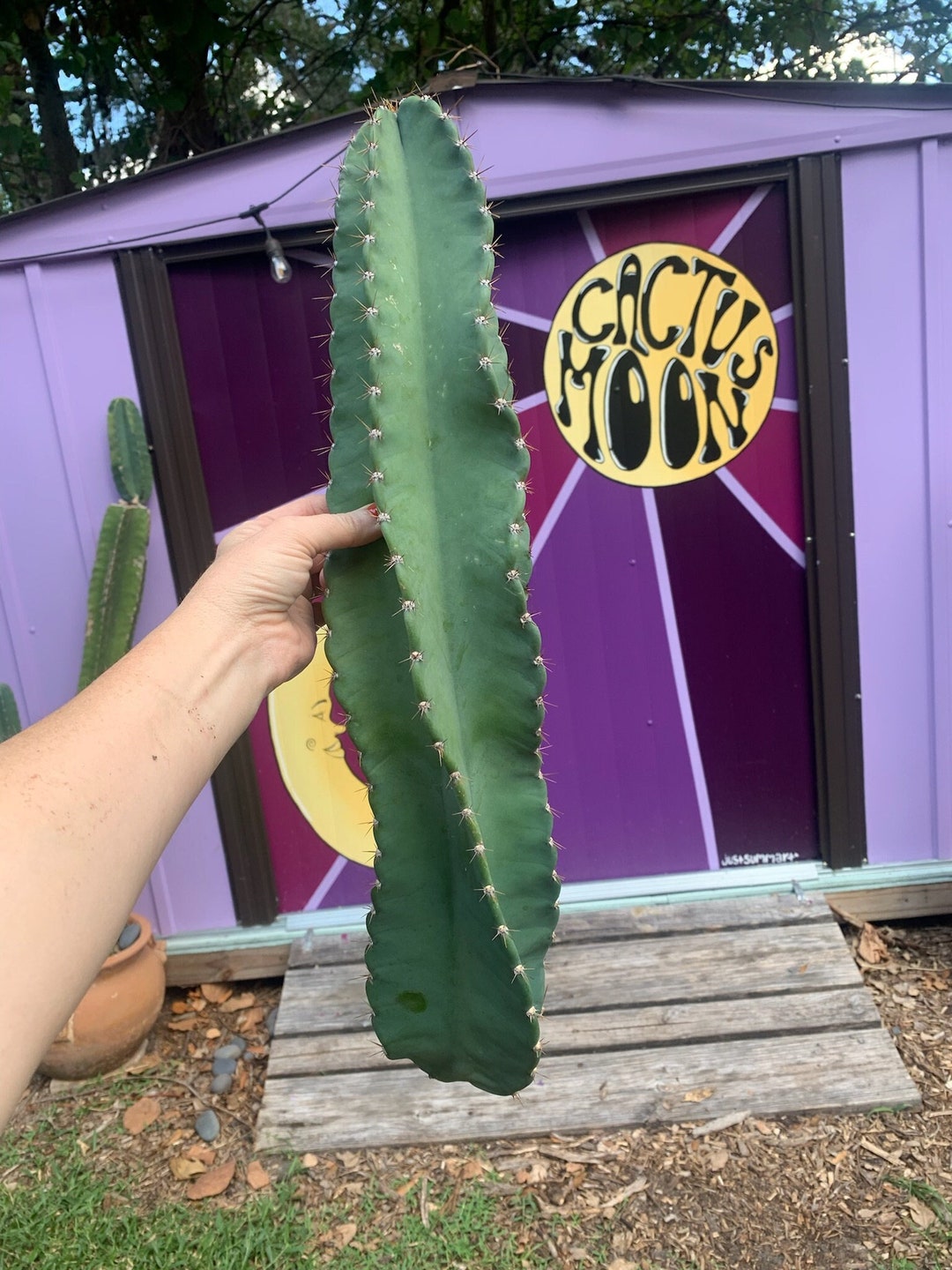 Wavy Peruvian Apple Cactus Queen of the Night Cereus Etsy