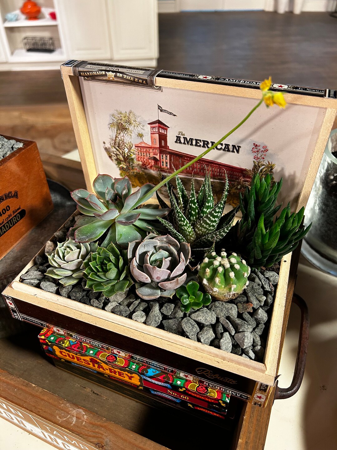 DIY Succulent Cigar Box Garden Kit Everything Included Etsy