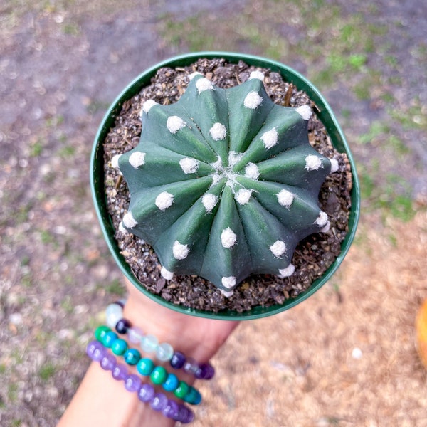 Sand Dollar Cactus aka Echinopsis, Easter Lily succulent plant, fully rooted pot