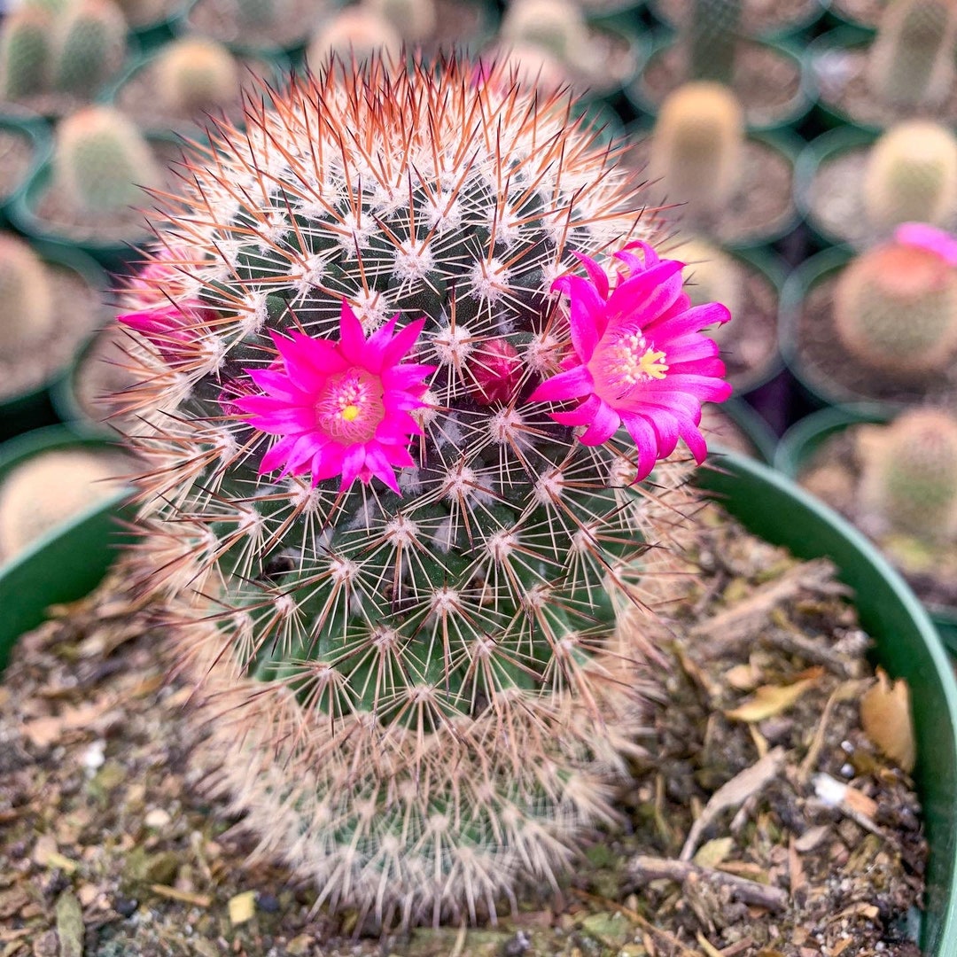Mammillaria Spinosissima old Lady Cactus With Pink Flowers Spiny Pin