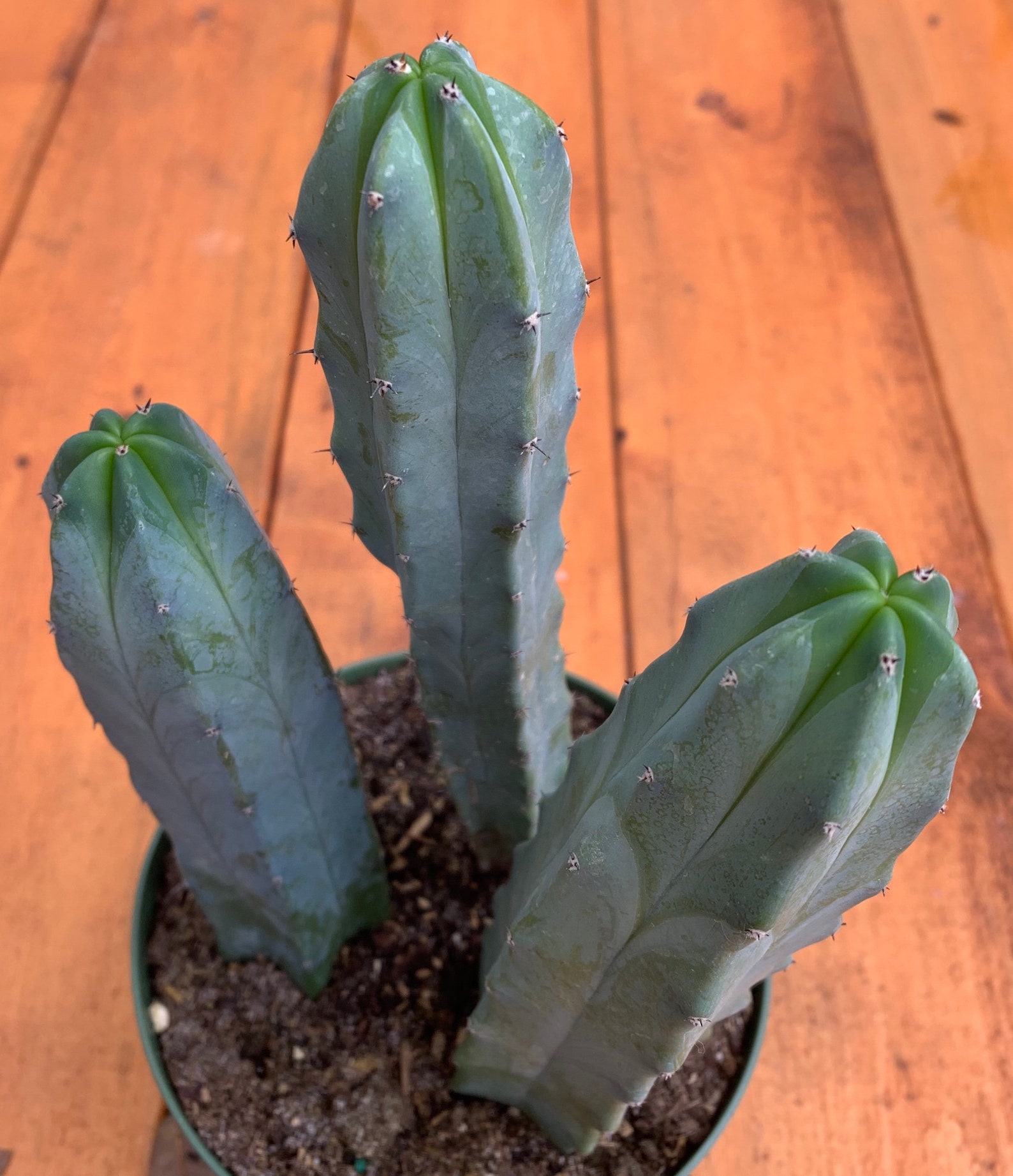 RARE Blue Candle Cactus Mytillocactus Geometrizans Aka Blue Etsy