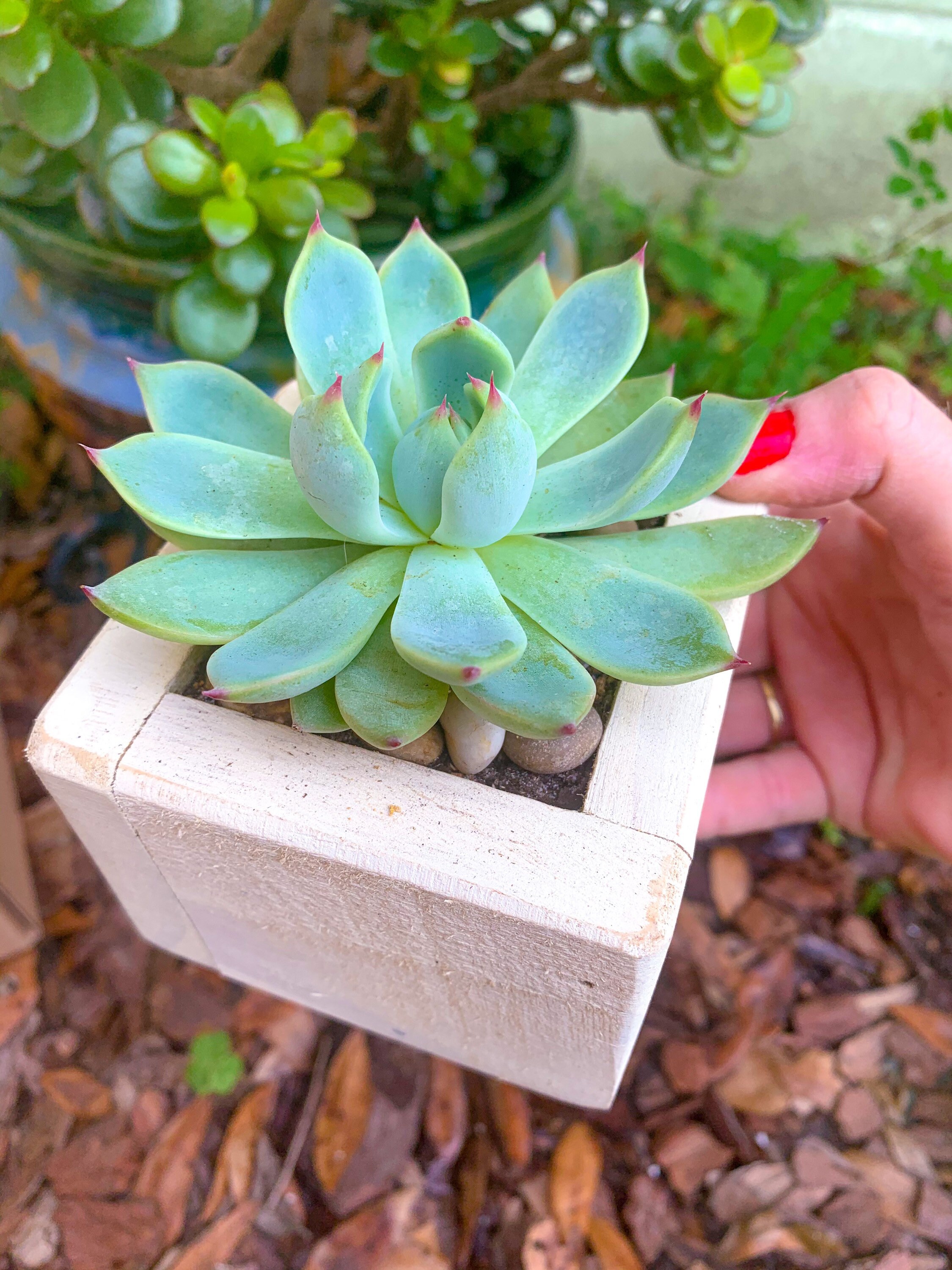 Sympathy Succulent Gift Set Planter Box Handpoured Calming Etsy