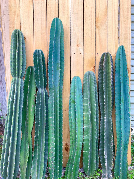 cereus peruvianus cactus