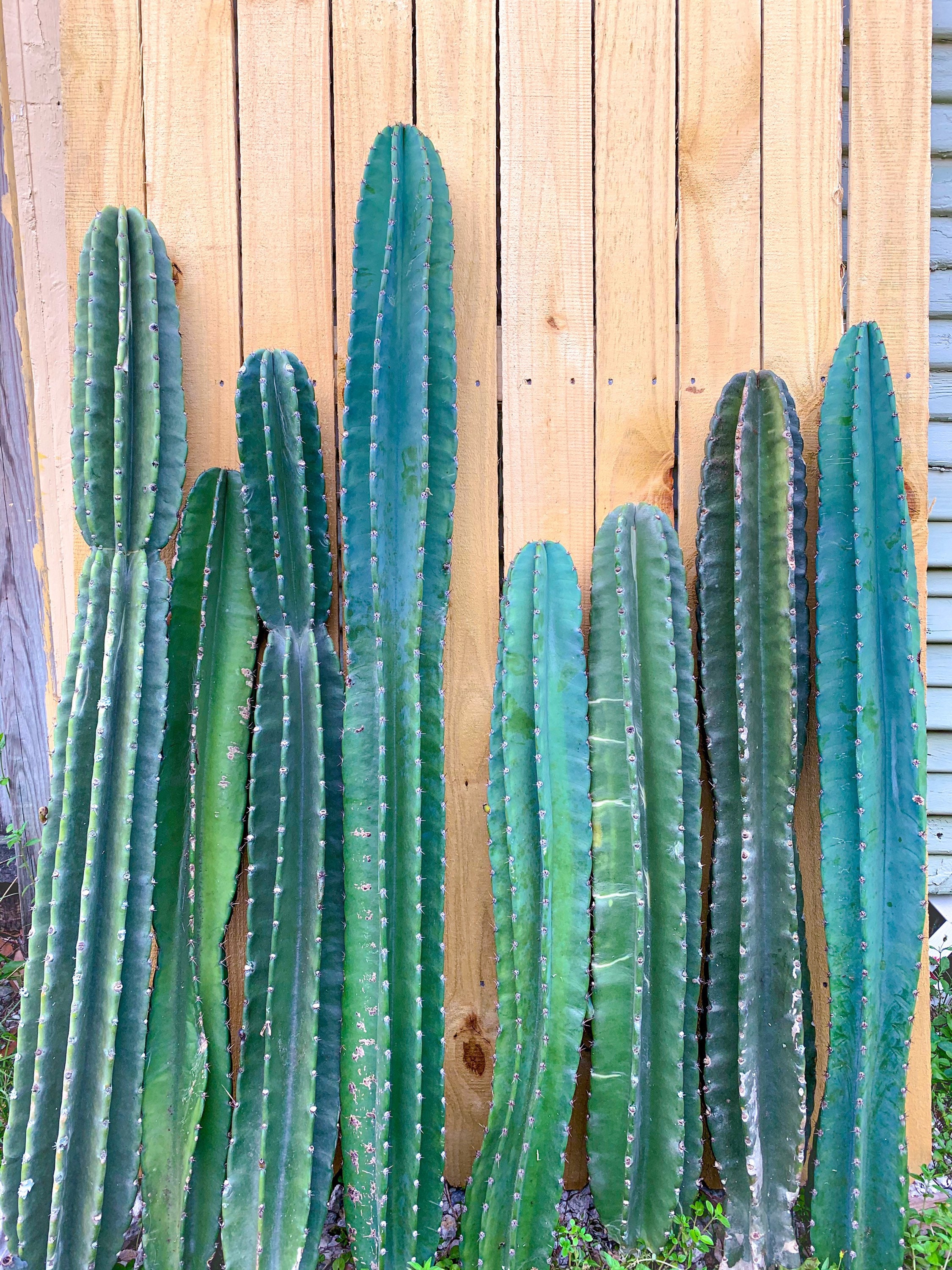 image cactus White Foxtail Cactus For Sale  Logee's Plants