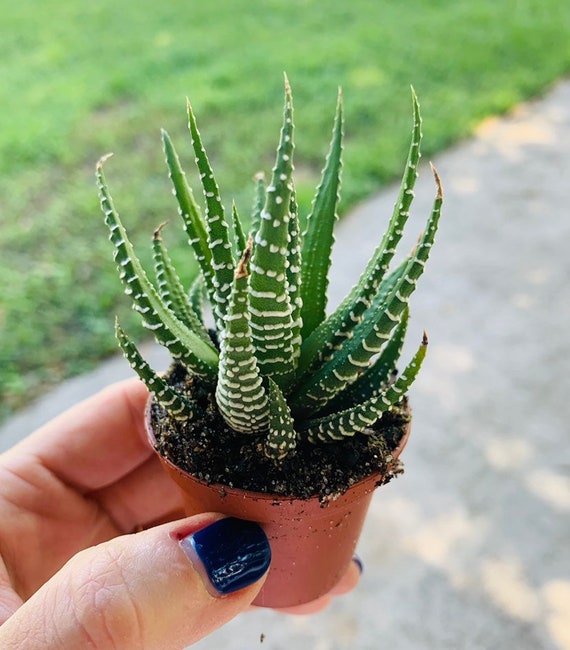 zebra succulent