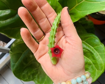 Red Dragon Huernia Stapelia / Rare red color / Cactus Succulent Plant Cutting