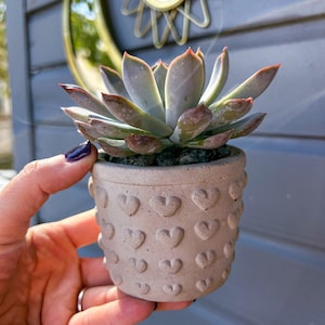 Heart Succulent Pot with drainage hole, with or without Succulent Plant