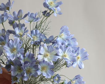 May include: A bouquet of light blue cosmos flowers with white and yellow centers. The flowers are held in a hand against a neutral background. The stems are a pale green color.