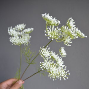 May include: A bouquet of white flowers with green stems. The flowers are arranged in a cluster and have a delicate, feathery appearance.
