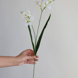 May include: A single stem of white freesia flowers with green leaves.