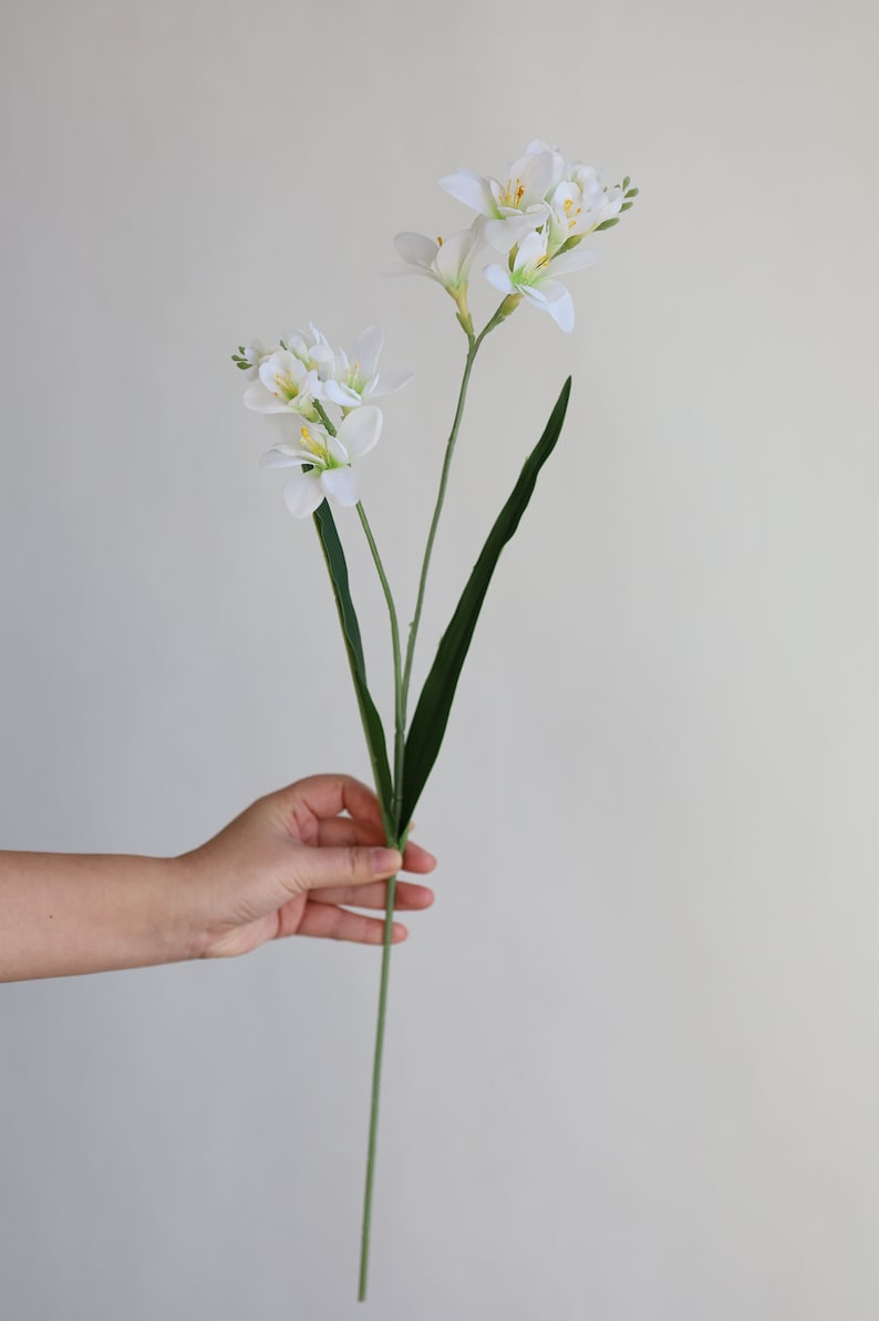 May include: A single stem of white freesia flowers with green leaves.