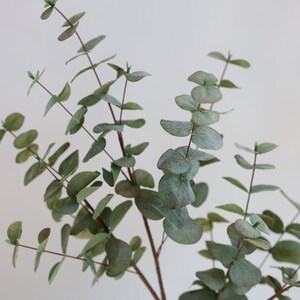 May include: Close-up of eucalyptus branches with round, silvery-green leaves. The stems are a reddish-brown colour, and the leaves have a slight blue-green hue. The image is set against a plain white background.