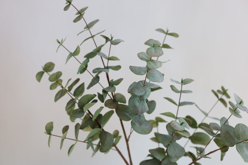 May include: Close-up of eucalyptus branches with round, silvery-green leaves. The stems are a reddish-brown colour, and the leaves have a slight blue-green hue. The image is set against a plain white background.