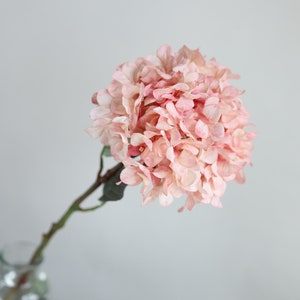 Puede incluir: Un solo tallo de hortensia rosa con hojas verdes en un jarr&oacute;n de vidrio transparente. La hortensia est&aacute; en plena floraci&oacute;n y tiene un aspecto delicado y suave.