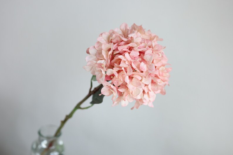 Puede incluir: Un solo tallo de hortensia rosa con hojas verdes en un jarr&oacute;n de vidrio transparente. La hortensia est&aacute; en plena floraci&oacute;n y tiene un aspecto delicado y suave.