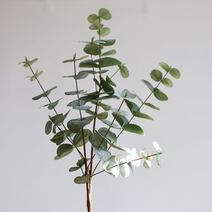 May include: A sprig of eucalyptus with multiple branches and small, round, green leaves. The leaves have a dusty, silvery-green hue. The stem is a reddish-brown colour. The plant is set against a plain white background.
