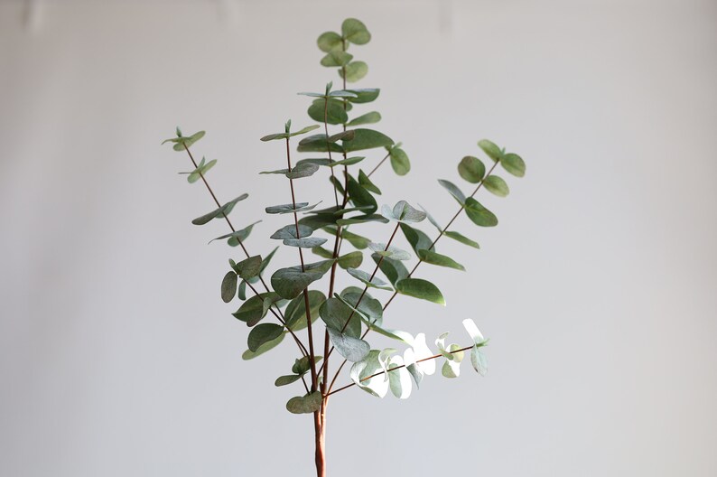 May include: A sprig of eucalyptus with multiple branches and small, round, green leaves. The leaves have a dusty, silvery-green hue. The stem is a reddish-brown colour. The plant is set against a plain white background.