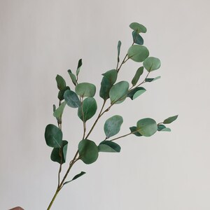 Op de afbeelding: Een tak eucalyptus met groene bladeren, perfect om een vleugje natuur aan je interieur toe te voegen.