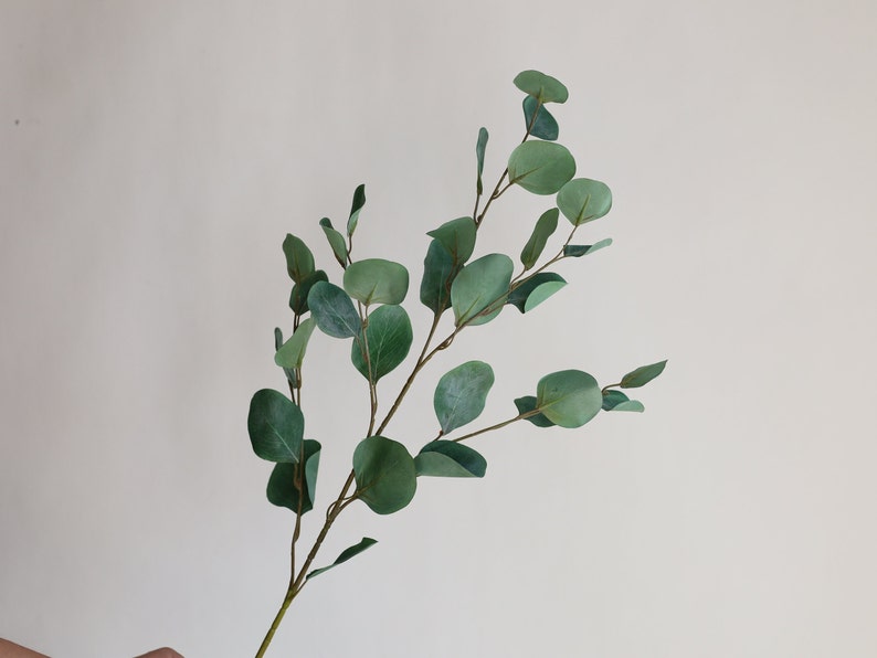 Op de afbeelding: Een tak eucalyptus met groene bladeren, perfect om een vleugje natuur aan je interieur toe te voegen.