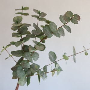 May include: A close-up of a eucalyptus branch featuring rounded, grey-green leaves and reddish-brown stems. The leaves have a slightly dusty look. The image is set against a plain white backdrop, emphasising the natural beauty of the plant.