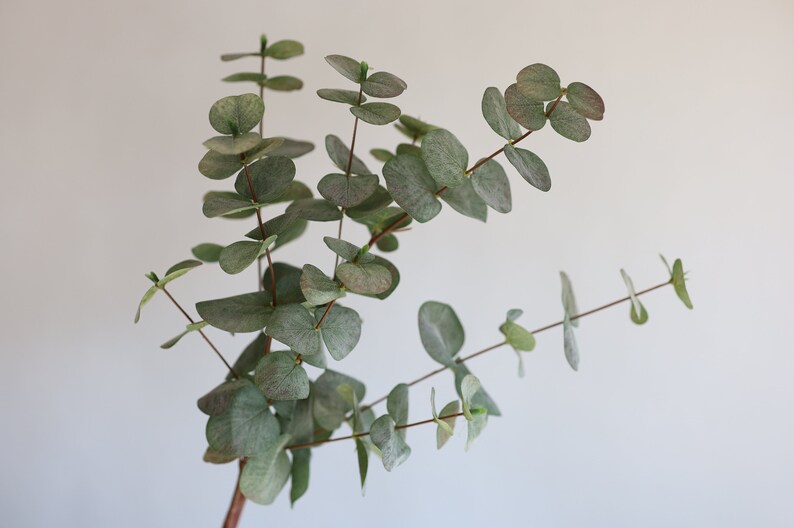 May include: A close-up of a eucalyptus branch featuring rounded, grey-green leaves and reddish-brown stems. The leaves have a slightly dusty look. The image is set against a plain white backdrop, emphasising the natural beauty of the plant.