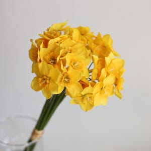 Peut inclure: Un bouquet de jonquilles jaunes avec des tiges vertes. Les fleurs sont dispos&eacute;es en grappe, les fleurs tourn&eacute;es vers l'ext&eacute;rieur.