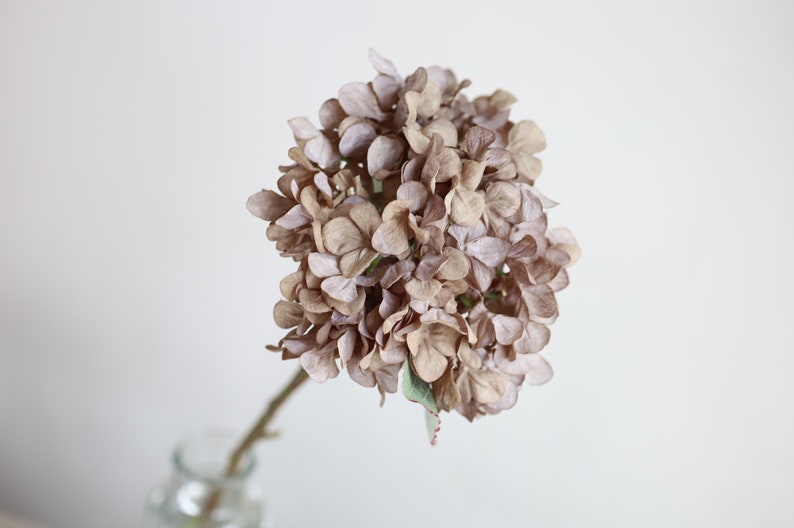 Puede incluir: Un solo tallo de flores de hortensia secas de color marr&oacute;n claro. Las flores est&aacute;n dispuestas en forma redonda y tienen un aspecto delicado y texturizado.