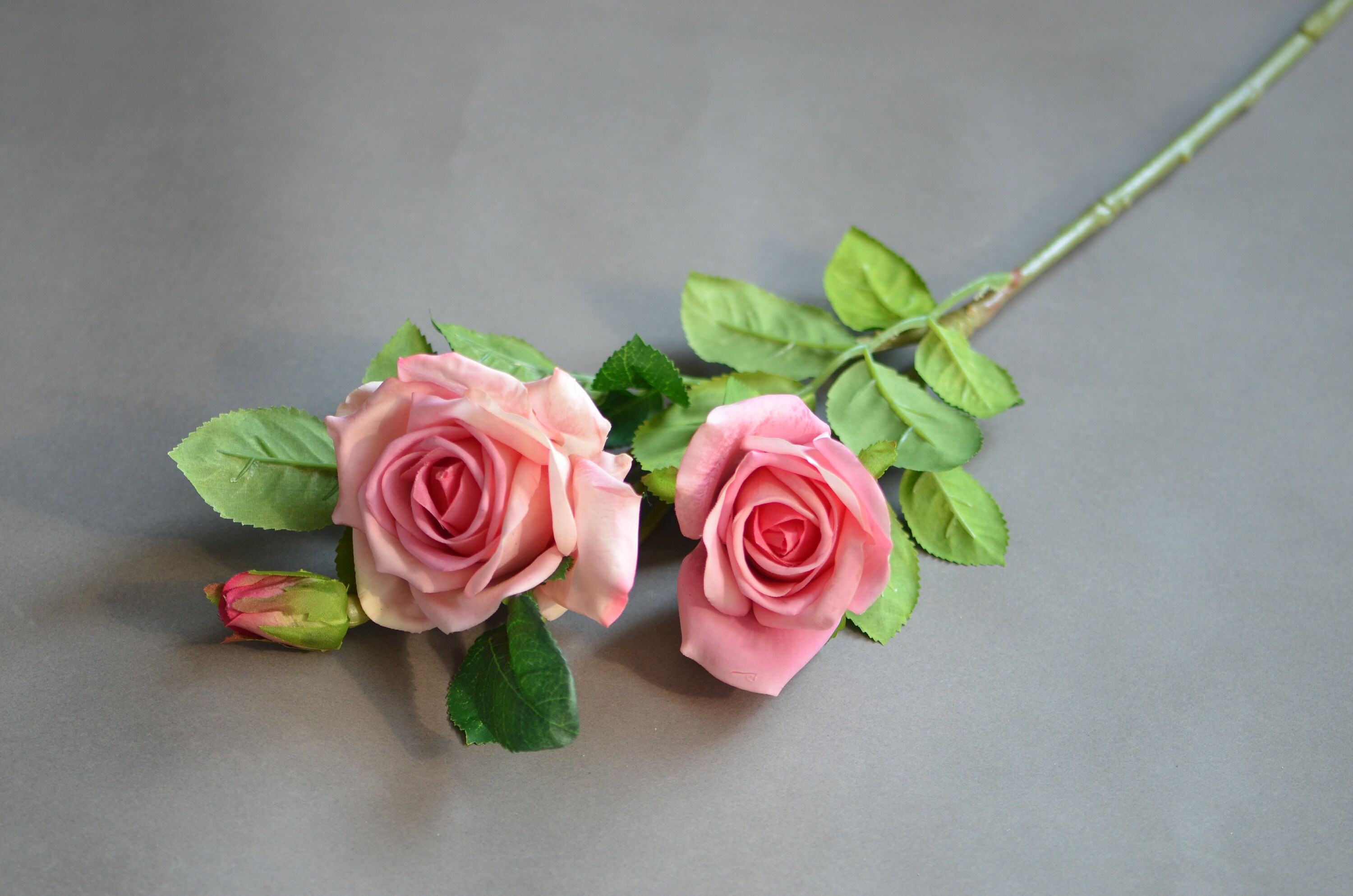 Pink Roses Not Fluffed Taffy Pink Roses, English Garden Roses, Wedding Decor, Home Decoration ...
