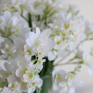 May include: A bouquet of white freesia flowers with yellow centers. The flowers are arranged in a vase and are in focus, while the background is blurred.