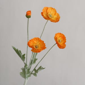 Peut inclure: Un bouquet de quatre fleurs de pavot orange avec des tiges et des feuilles vertes. Les fleurs sont &agrave; diff&eacute;rents stades de floraison, avec un bouton et trois fleurs ouvertes.