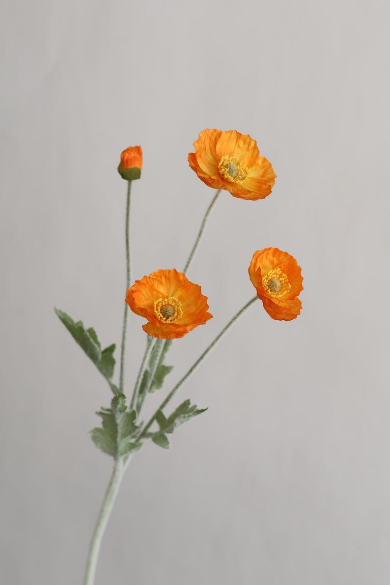 Peut inclure: Un bouquet de quatre fleurs de pavot orange avec des tiges et des feuilles vertes. Les fleurs sont &agrave; diff&eacute;rents stades de floraison, avec un bouton et trois fleurs ouvertes.
