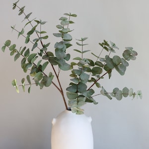 May include: A white ceramic vase with a rounded shape and two small handles holds several stems of eucalyptus. The eucalyptus leaves are a muted green with a hint of red, creating a natural and calming aesthetic.