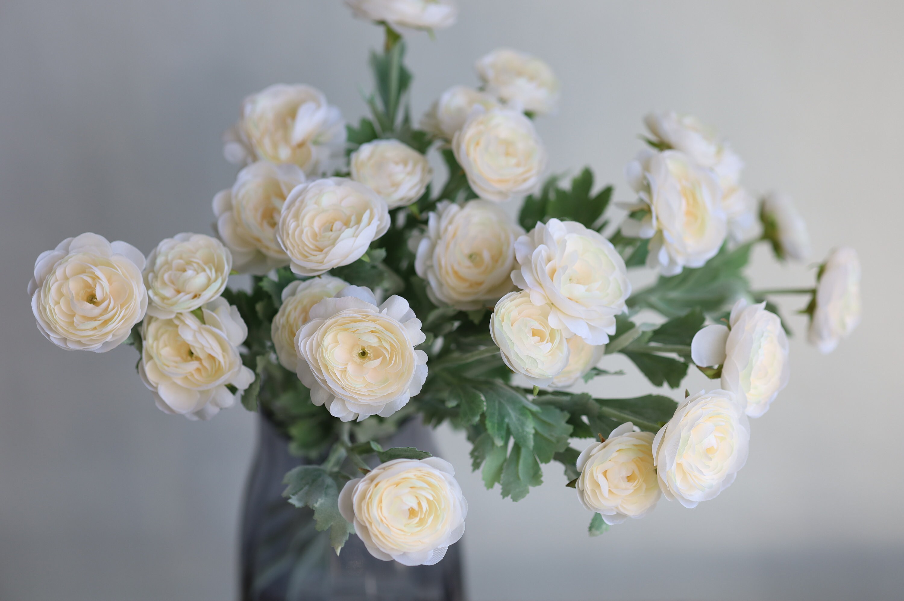 Champagne Ranunculus 18.5