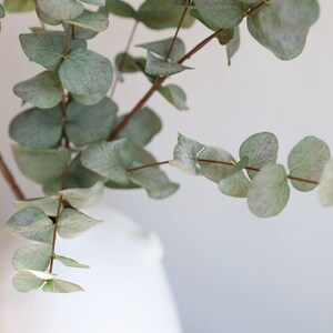 May include: A white vase displays eucalyptus branches with round, pale green leaves. The branches have brown stems and are set against a white backdrop, creating a simple, natural aesthetic.