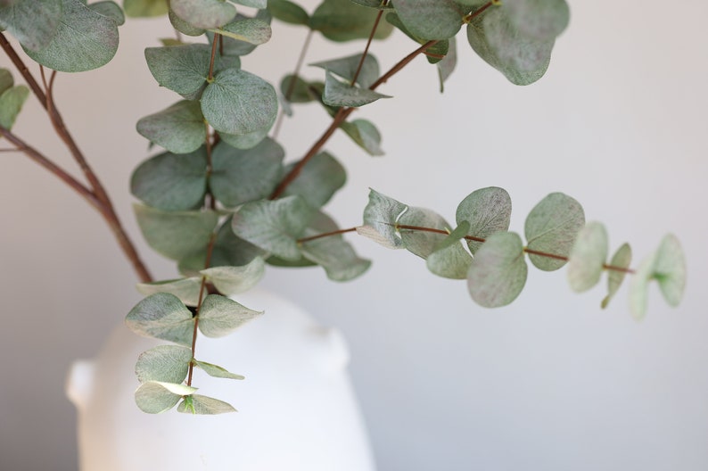 May include: A white vase displays eucalyptus branches with round, pale green leaves. The branches have brown stems and are set against a white backdrop, creating a simple, natural aesthetic.