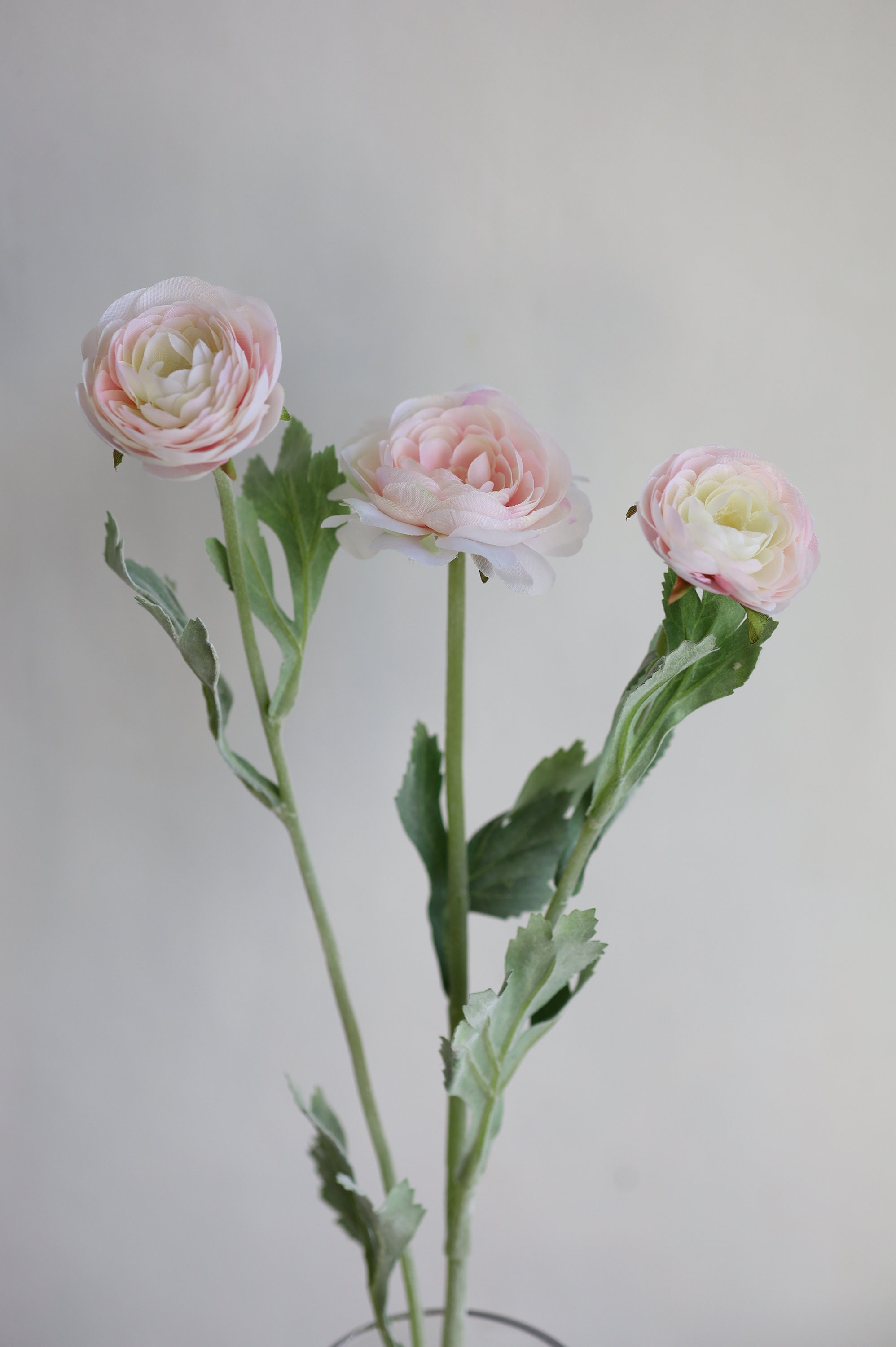 Champagne Ranunculus 18.5