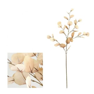 May include: A single stem of dried eucalyptus with light brown leaves. The leaves are delicate and have a natural, dried look.