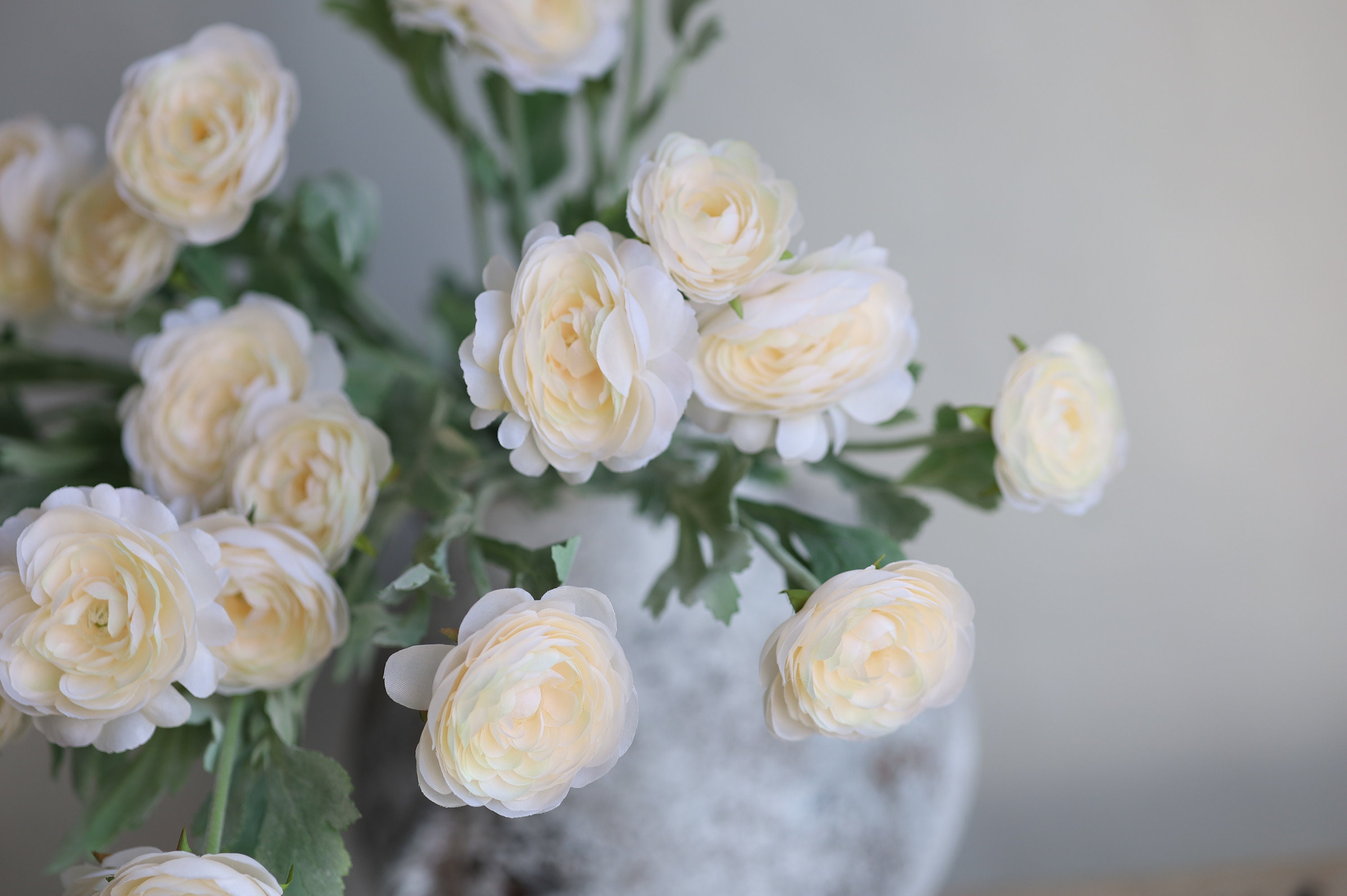 Champagne Ranunculus 18.5