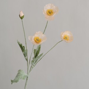 Puede incluir: Un ramo de cuatro delicadas flores de amapola de color melocot&oacute;n con centros amarillos. Las flores est&aacute;n dispuestas en un solo tallo con hojas verdes.