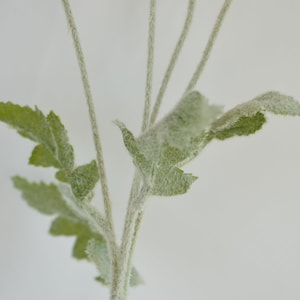 Peut inclure: Gros plan sur une tige de plante artificielle verte avec des feuilles duveteuses. La tige est en fil de fer et les feuilles sont en mati&egrave;re douce et duveteuse.
