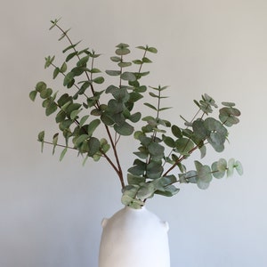 May include: A white ceramic vase with a rounded body and two small handles holds a sprig of eucalyptus. The eucalyptus has green, round leaves and brown stems. The vase is set against a neutral background.