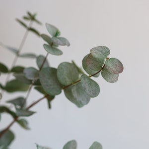 May include: Close-up of eucalyptus leaves, displaying a soft, muted green colour with hints of reddish-purple at the edges. The round leaves are clustered along slender stems, creating a delicate, natural aesthetic. The background is plain white.